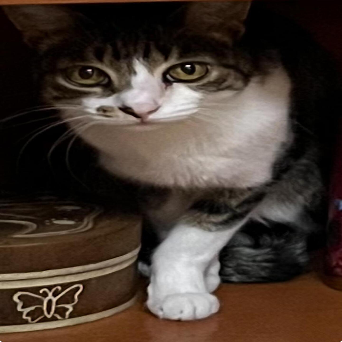 MY CAT " OSCAR" (032) (GIUGRI.J)